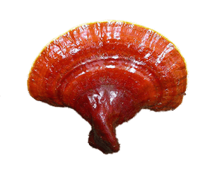 ganoderma