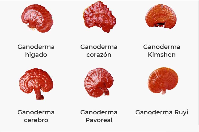 Ganoderma