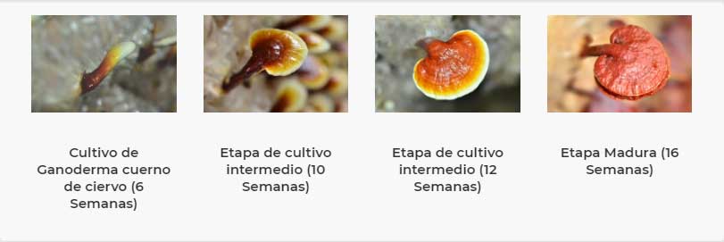 Ganoderma