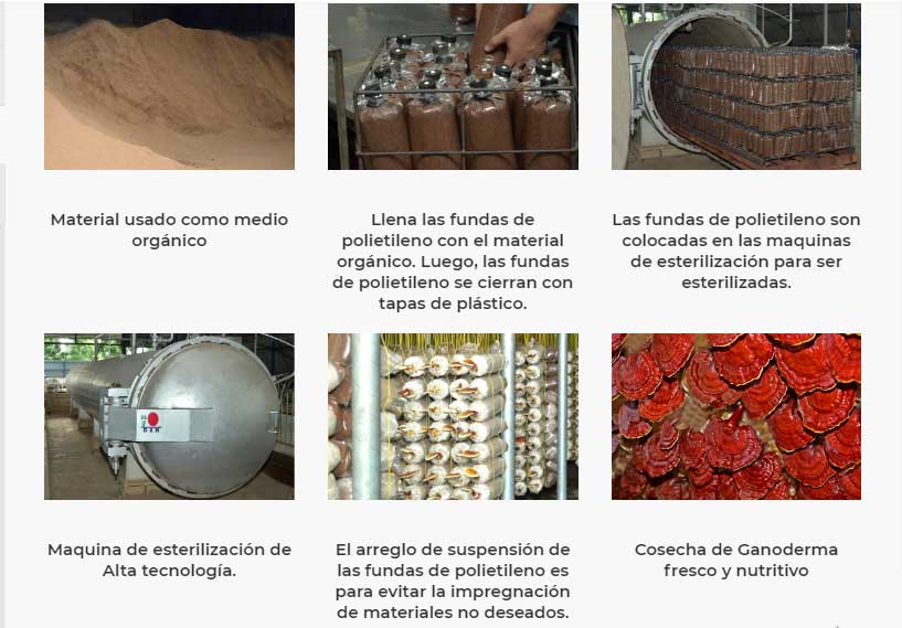 Ganoderma3